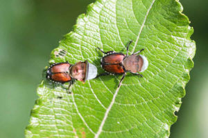 The Japanese Beetle Lifestyle